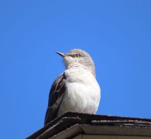 Low angle view of bird perching on roof against clear blue sky