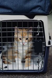 Portrait of cat in cage