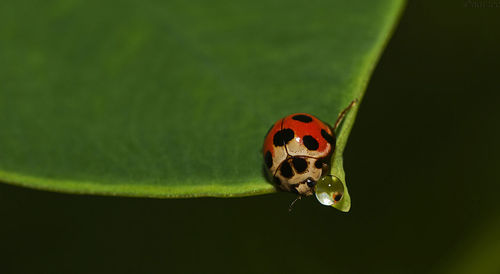 Close-up of a ladybug on leaf