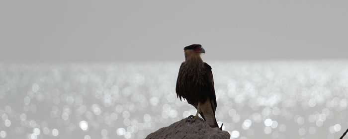 Close-up of bird perching on wall against sky