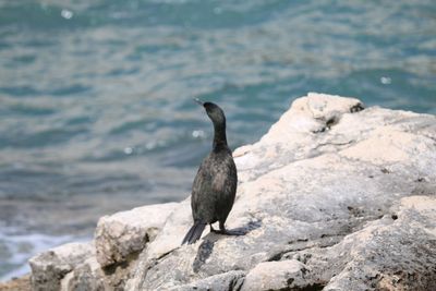 Bird perching on rock