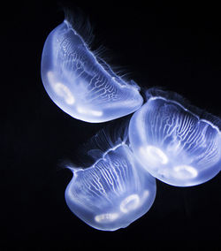 Close-up of jellyfish in sea