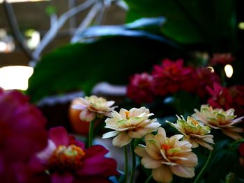 Close-up of flowers
