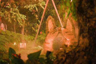 View of an animal in forest