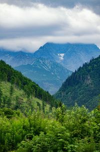 Scenic view of forest against sky