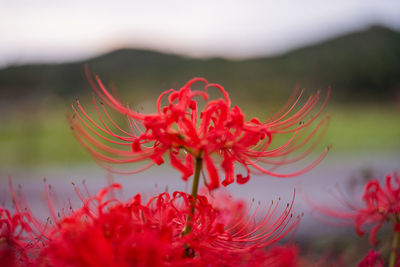 Close-up of red flowering plant