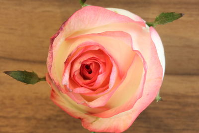 Close-up of rose