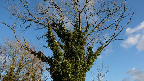 Low angle view of tree against blue sky
