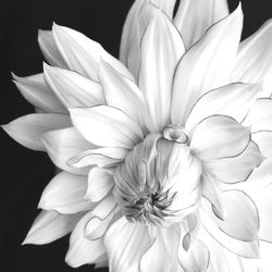 Close-up of flowers against black background