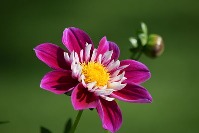 Close-up of pink flower