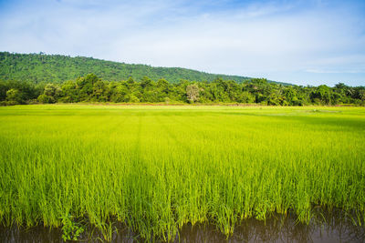 Scenic view of agricultural field against sky