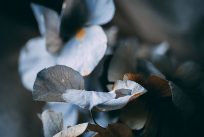 Close-up of flowering plant