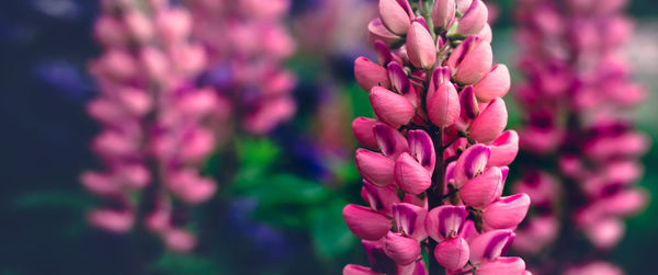 Summer background with blooming bright pink lupine flowers. beautiful nature scene. moody bold color