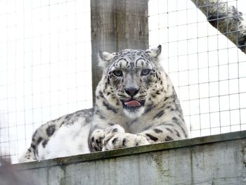 animal