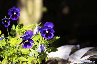 Close-up of purple flowers blooming