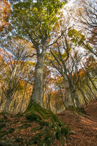 Low angle view of trees in forest during autumn