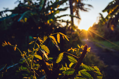 Close-up of sunlight streaming through tree