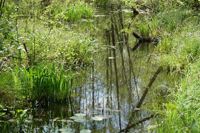 Scenic view of lake in forest