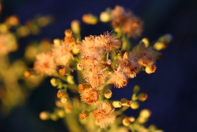 Close-up of flowering plant