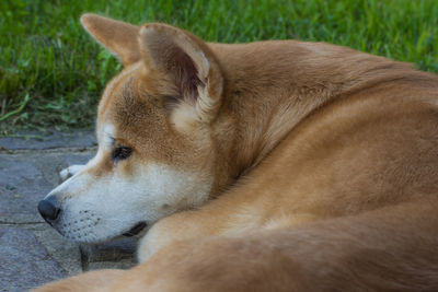 Close-up of dog looking away