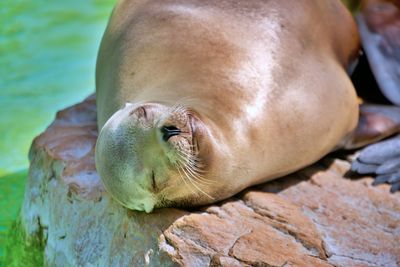 Relaxing seal