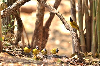 Close-up of birds splashing in water at forest