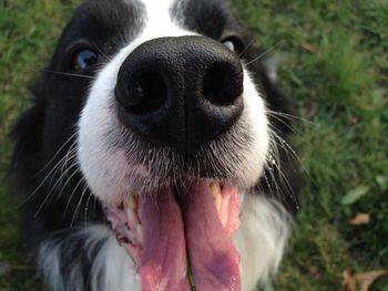 Close-up portrait of dog