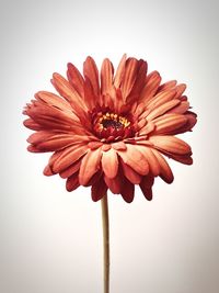 Close-up of flowers over white background