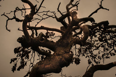 Low angle view of silhouette bare tree against sky