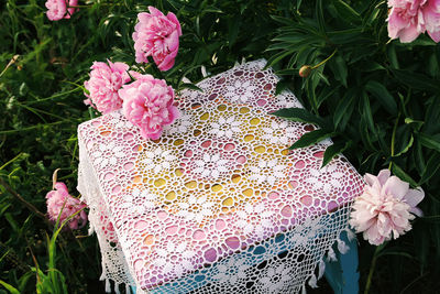 High angle view of pink flowering plant
