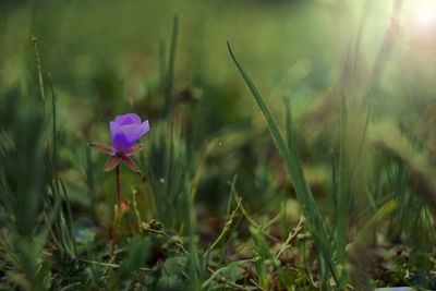 Close-up of pink crocus blooming on field