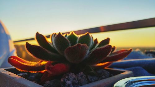 Close-up of succulent plant against sky during sunset