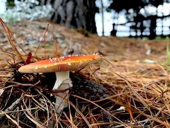 Close-up of mushroom on field