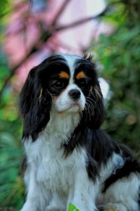 Close-up portrait of dog