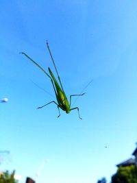 Close-up of insect against blue sky