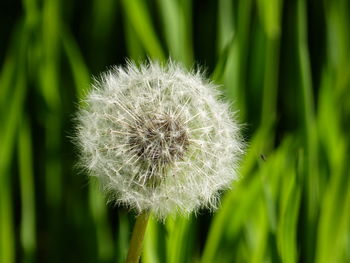 Close-up of dandelion flower