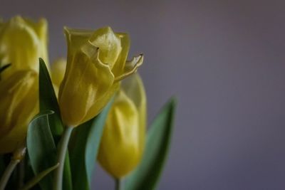 Close-up of yellow flower