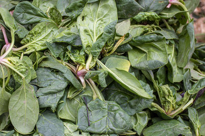 Full frame shot of green leaves in market