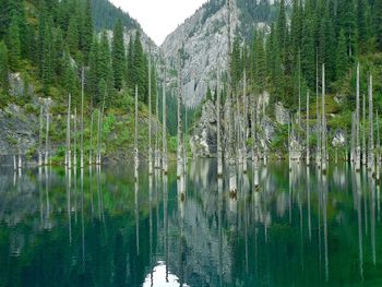 Panoramic view of lake and trees in forest