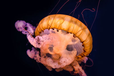 Close-up of jellyfish in water