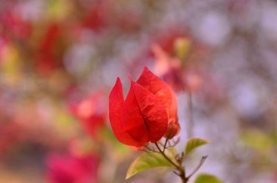 Close-up of red flowering plant