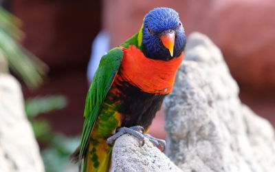 Close-up of parrot perching