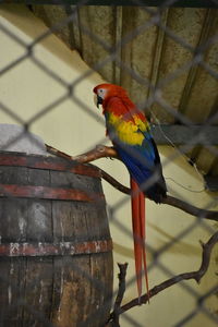 Close-up of parrot perching on metal in cage
