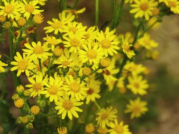 Close-up of yellow flowers