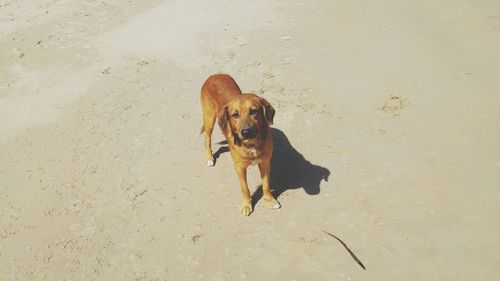 Close-up of dog