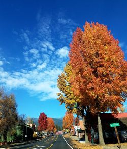 Trees in city against sky