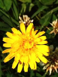 Close-up of yellow flower blooming outdoors