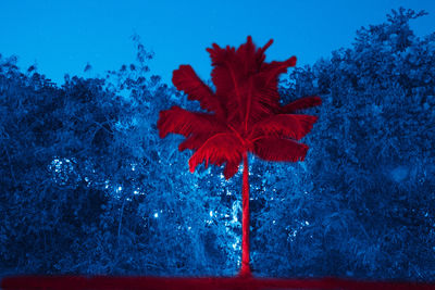 Close-up of red maple leaf on blue water