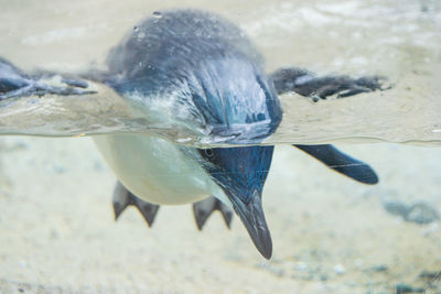 Close-up of fish swimming in sea