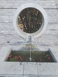Plants growing by fountain against wall